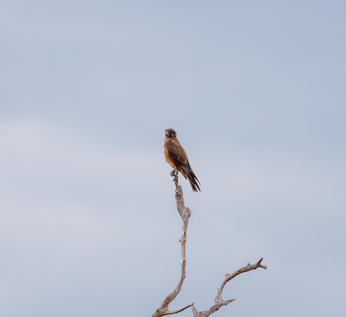 Brown Falcon - ML620058948