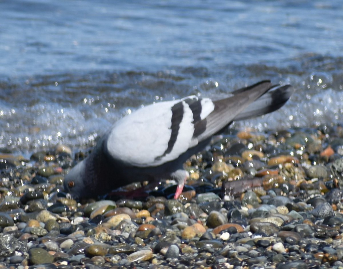 Rock Pigeon (Feral Pigeon) - ML620058950