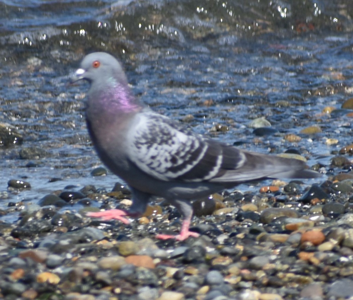 Rock Pigeon (Feral Pigeon) - ML620058951