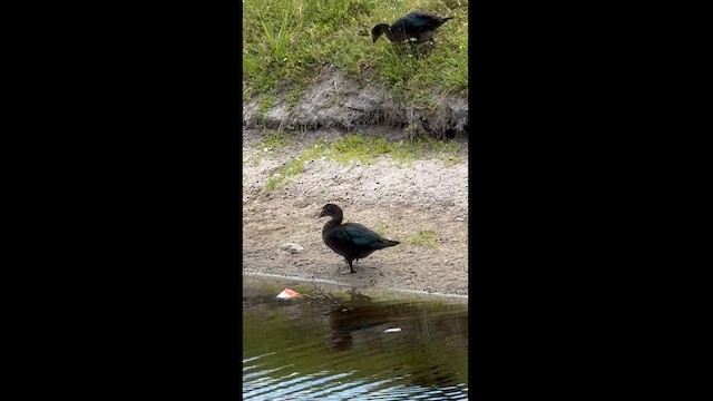 Muscovy Duck (Domestic type) - ML620058958