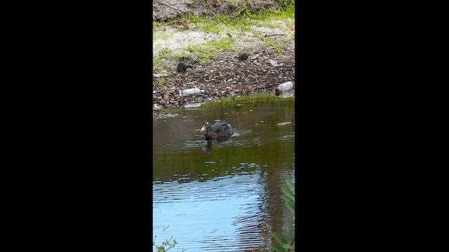 Muscovy Duck (Domestic type) - ML620058959