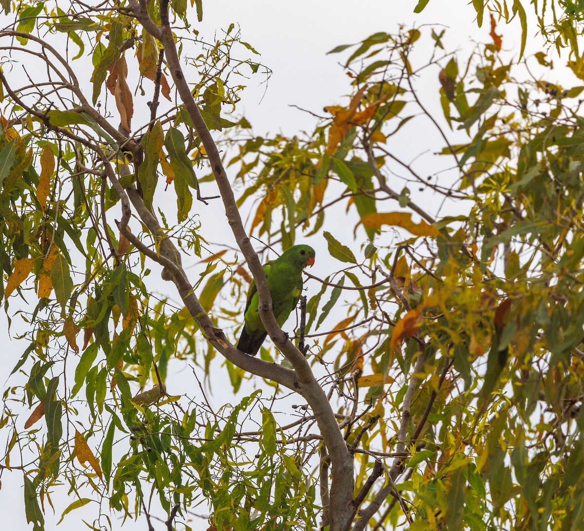 Red-winged Parrot - ML620058965