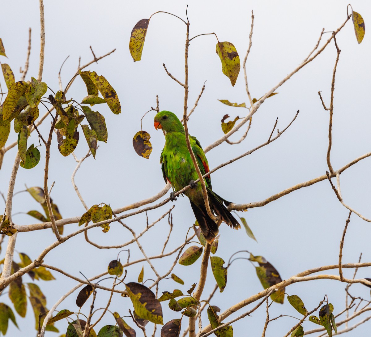 Red-winged Parrot - ML620058967