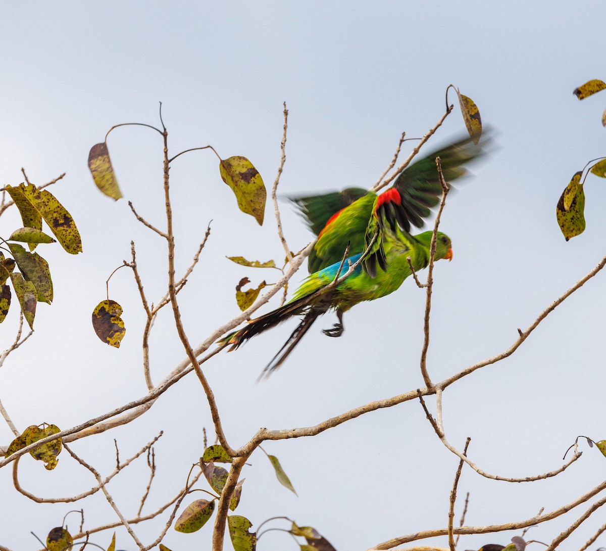Red-winged Parrot - ML620058968