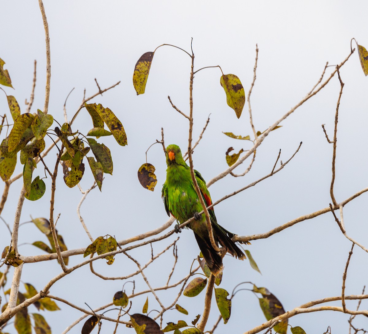 Red-winged Parrot - ML620058969
