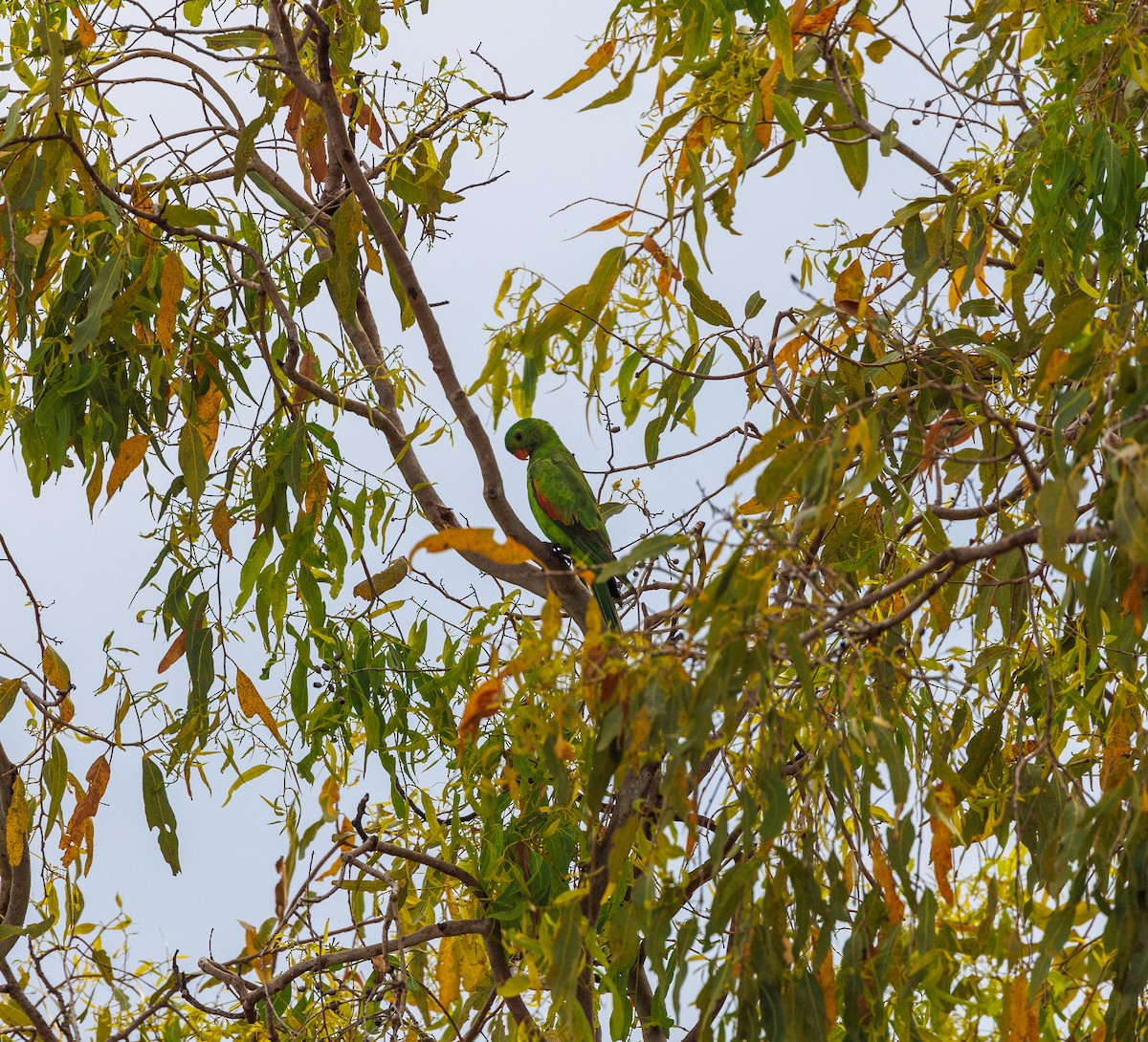 Red-winged Parrot - ML620058970
