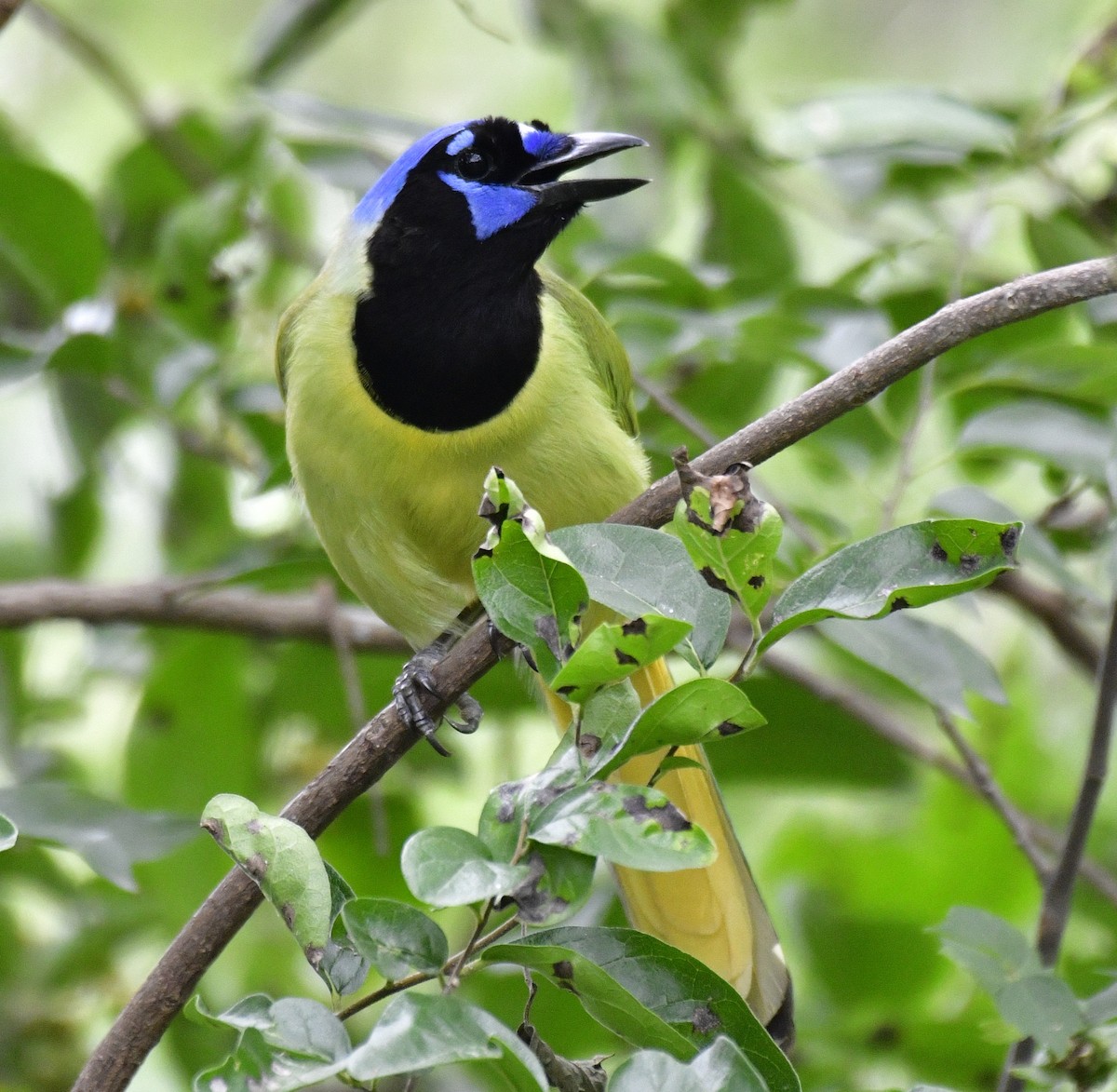 Green Jay - ML620058976