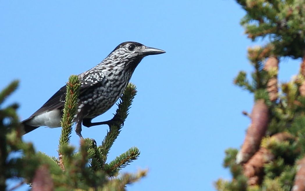 Northern Nutcracker - ML620058982