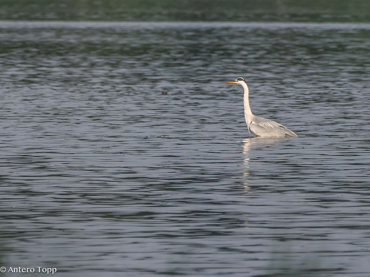 Gray Heron - ML620058989