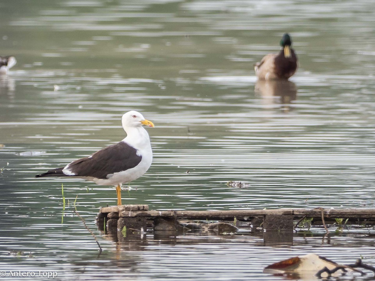 Lesser Black-backed Gull - ML620058992