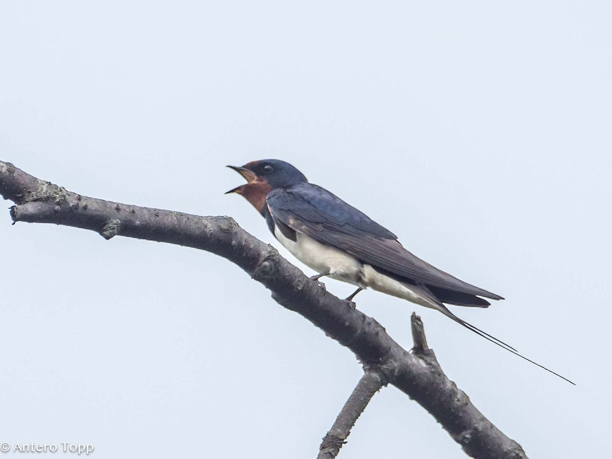 Barn Swallow - ML620058993