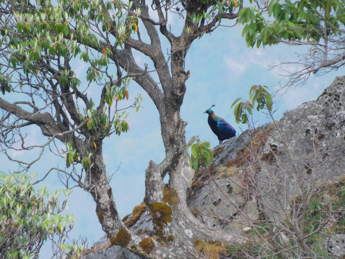 Himalayan Monal - ML620058994