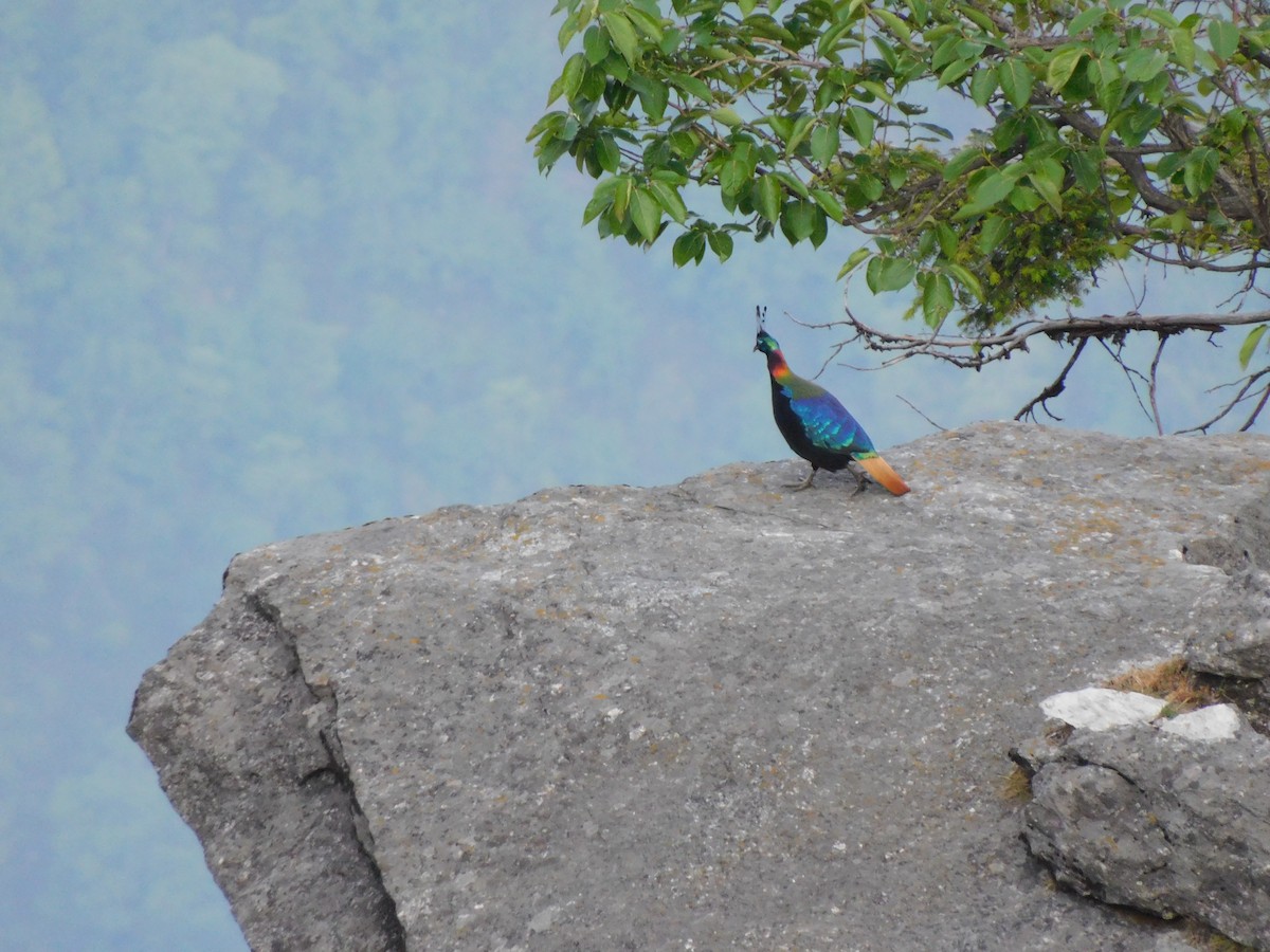 Himalayan Monal - ML620058995