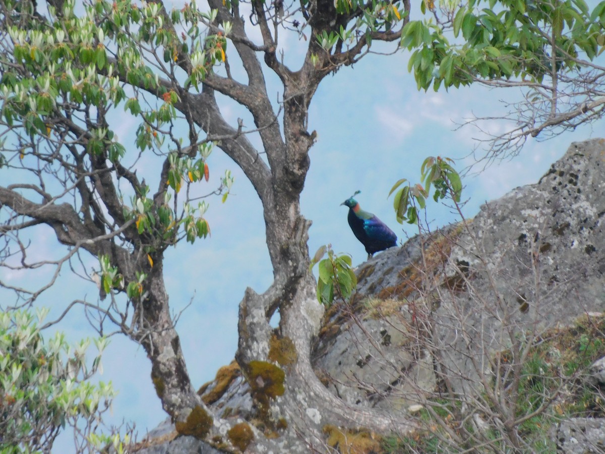 Himalayan Monal - ML620058996