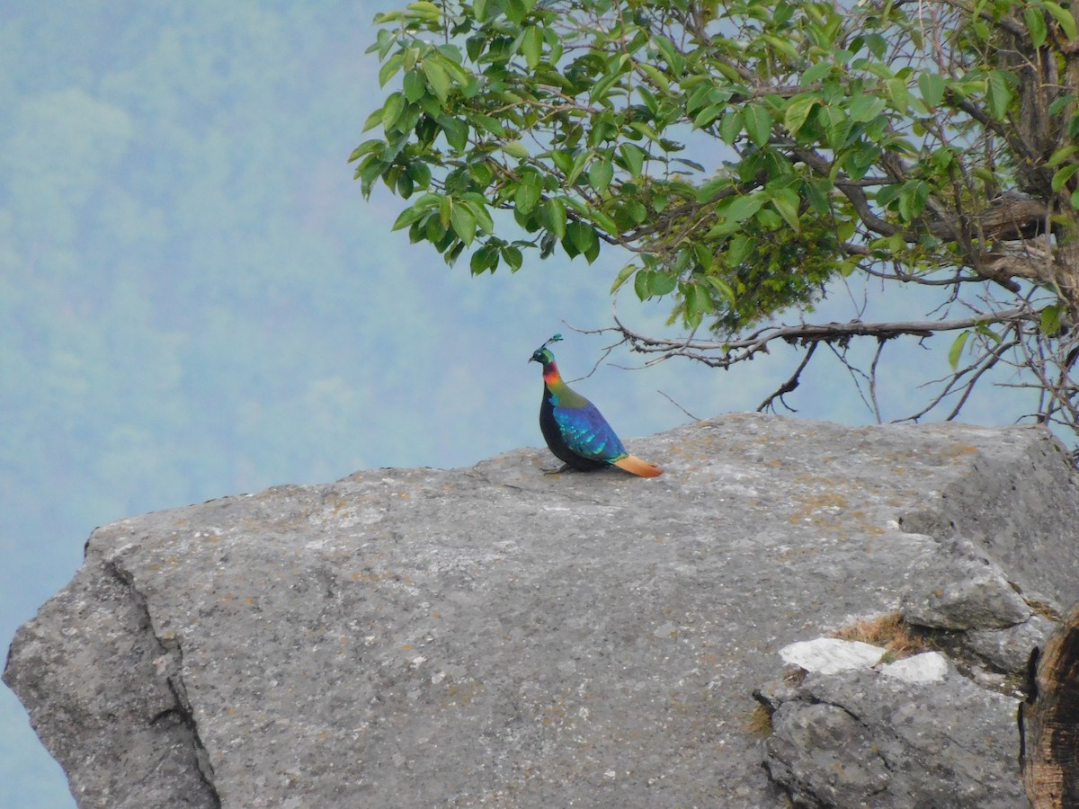 Himalayan Monal - jagdish negi