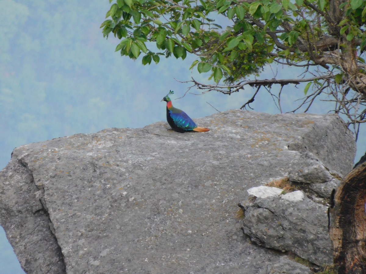 Himalayan Monal - ML620058999