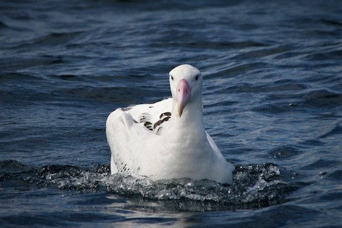 Snowy Albatross - ML620059001