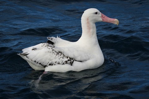 Snowy Albatross - ML620059002