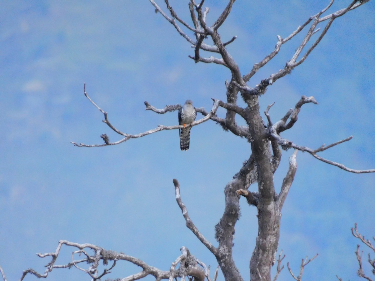 Lesser Cuckoo - ML620059003