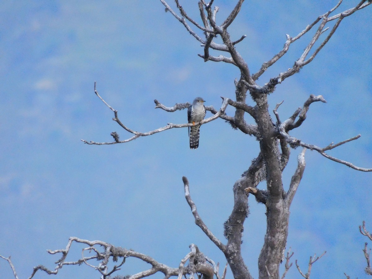 Lesser Cuckoo - jagdish negi