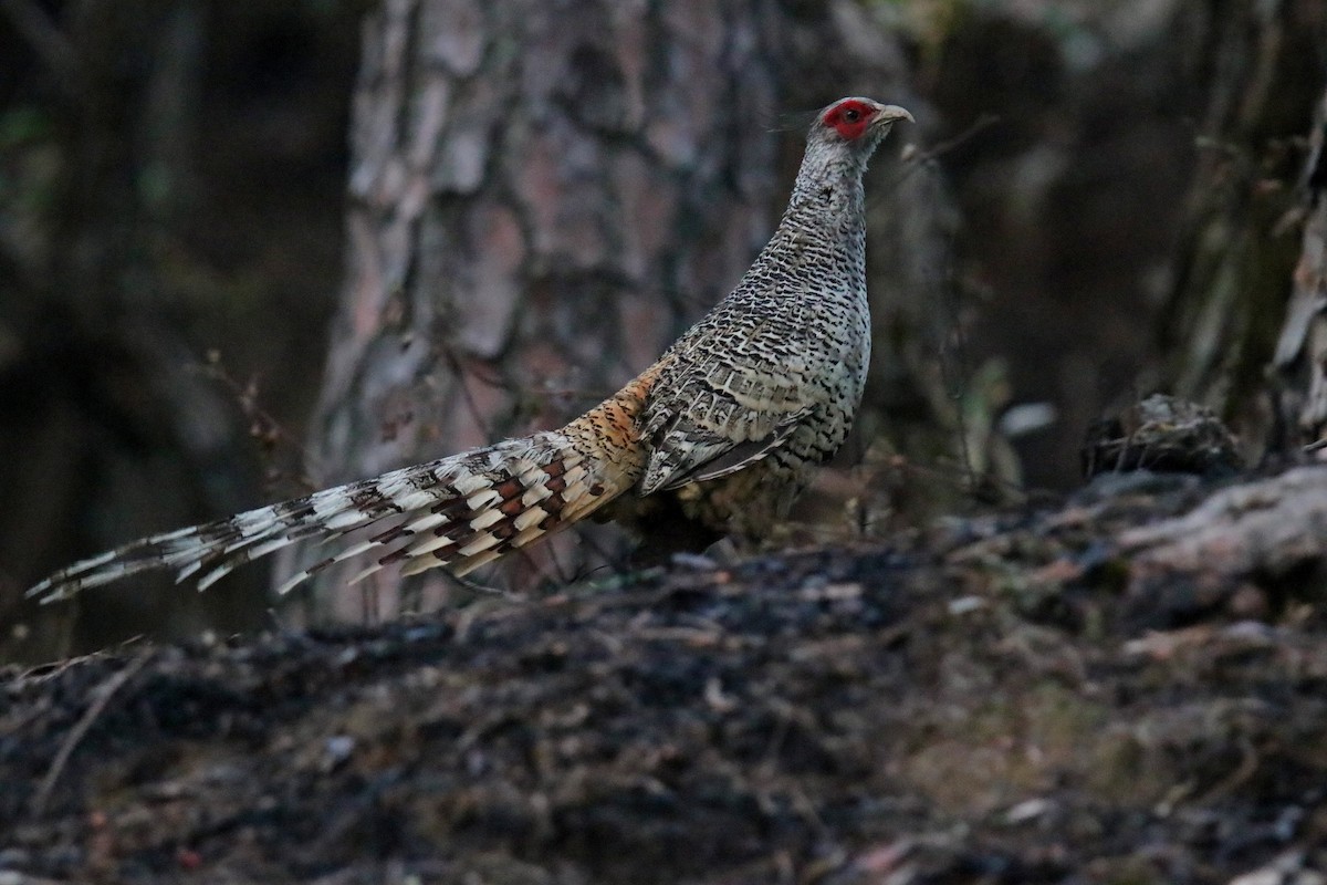 Cheer Pheasant - ML620059008