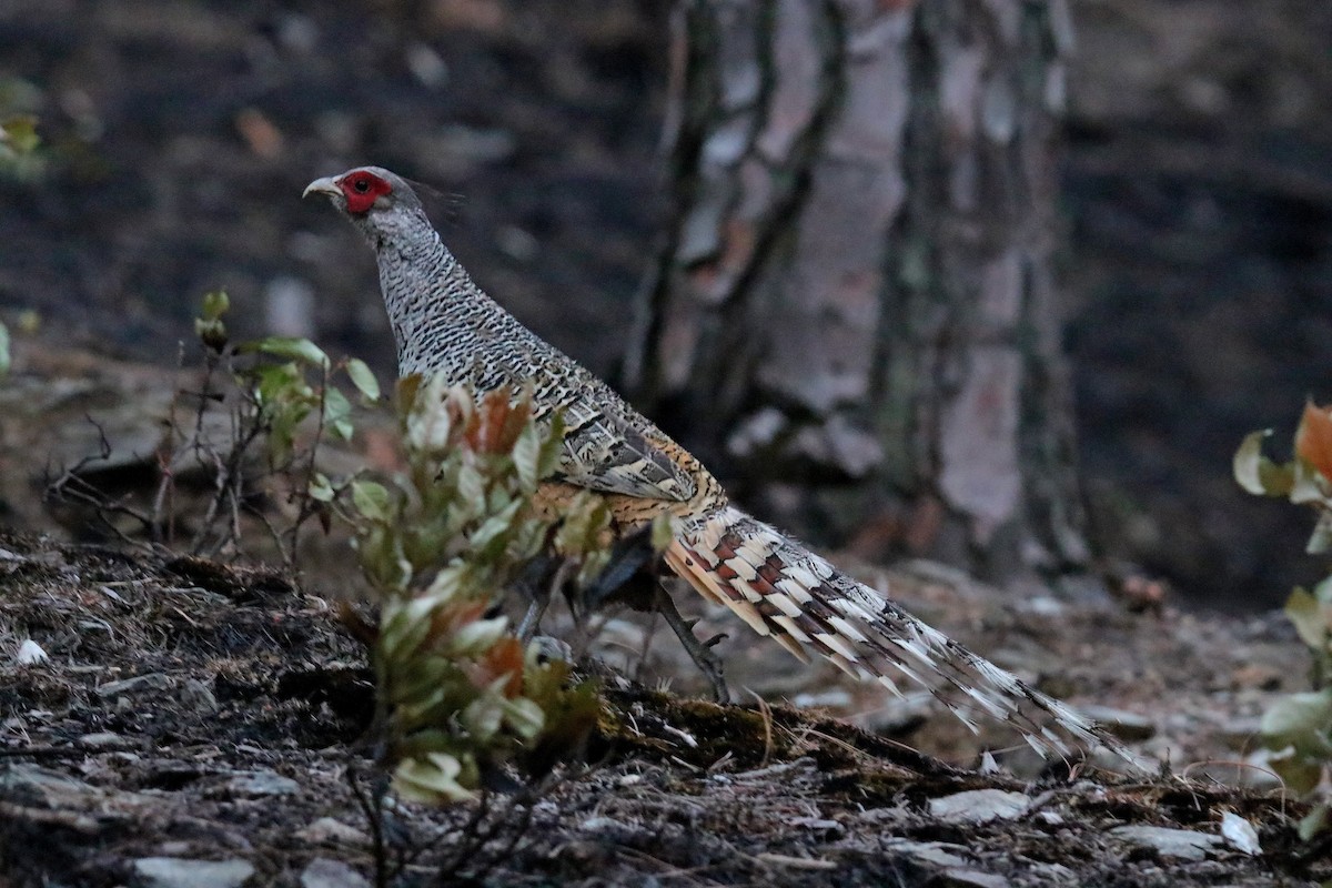 Cheer Pheasant - ML620059019