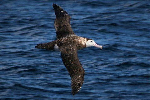 Antipodean Albatross (New Zealand) - ML620059020