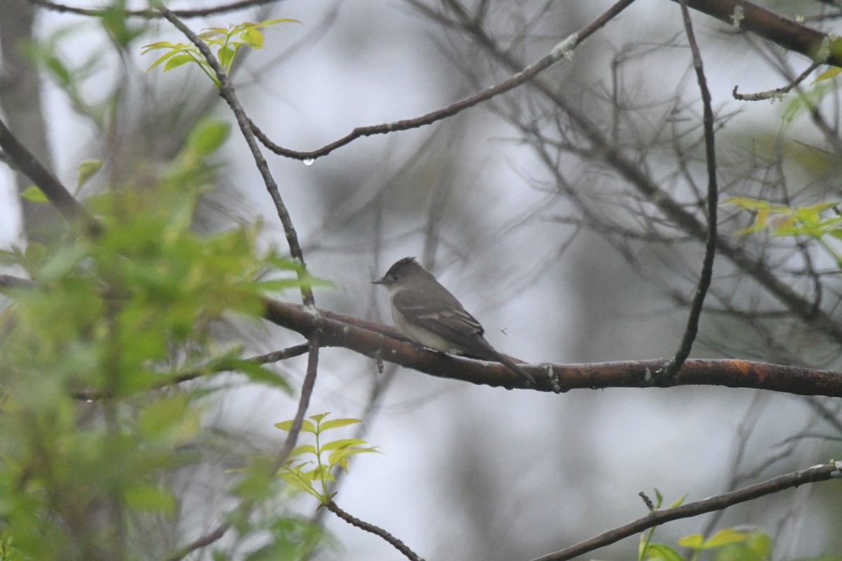 Eastern Wood-Pewee - ML620059034