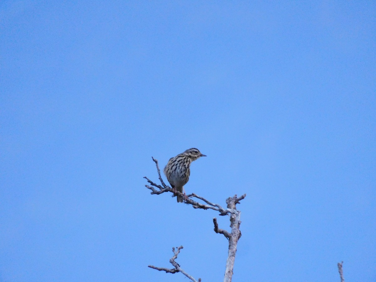 Pipit à dos olive - ML620059037