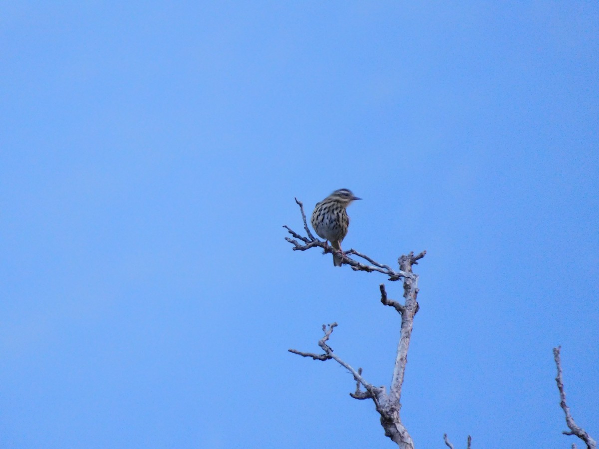 Olive-backed Pipit - ML620059038