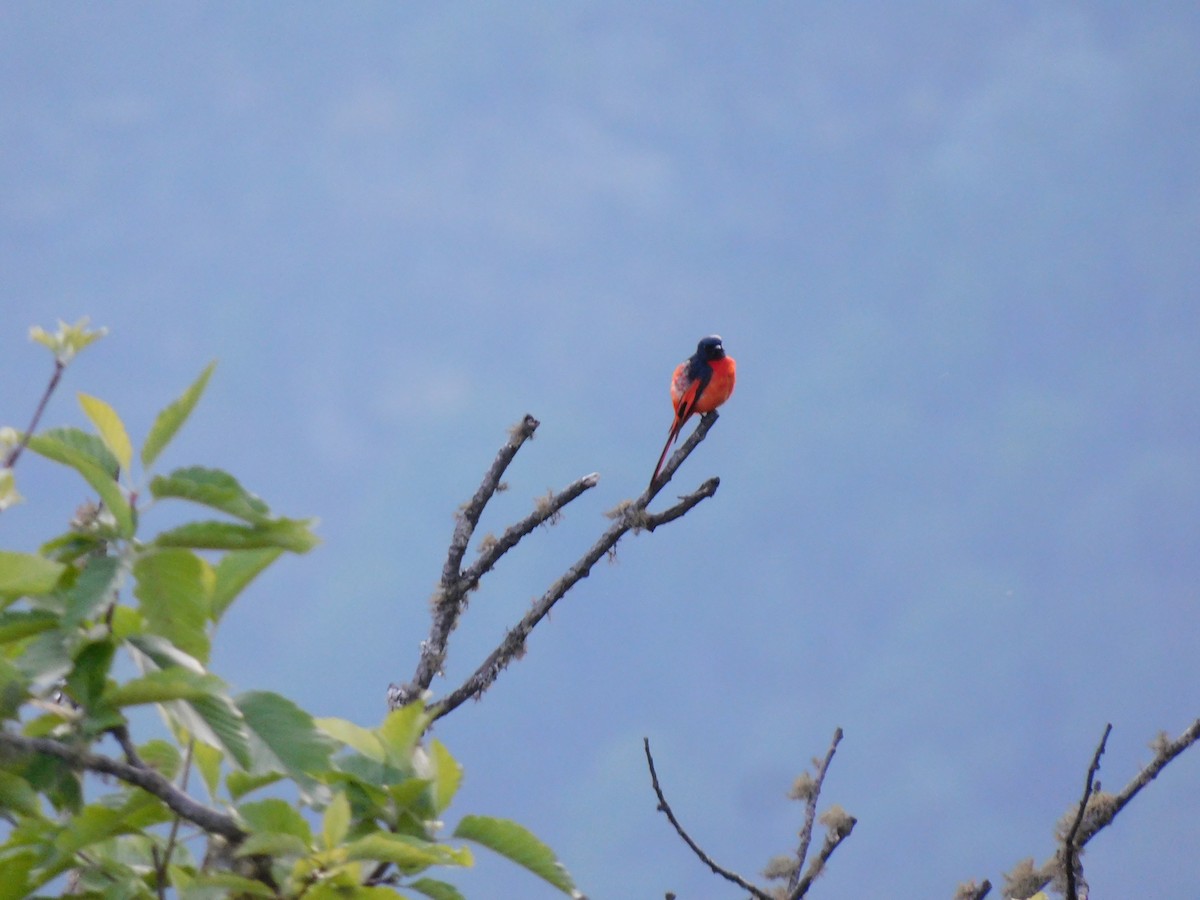 Long-tailed Minivet - ML620059041