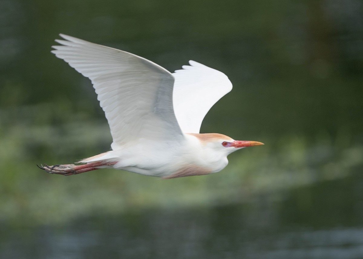 Western Cattle Egret - ML620059053