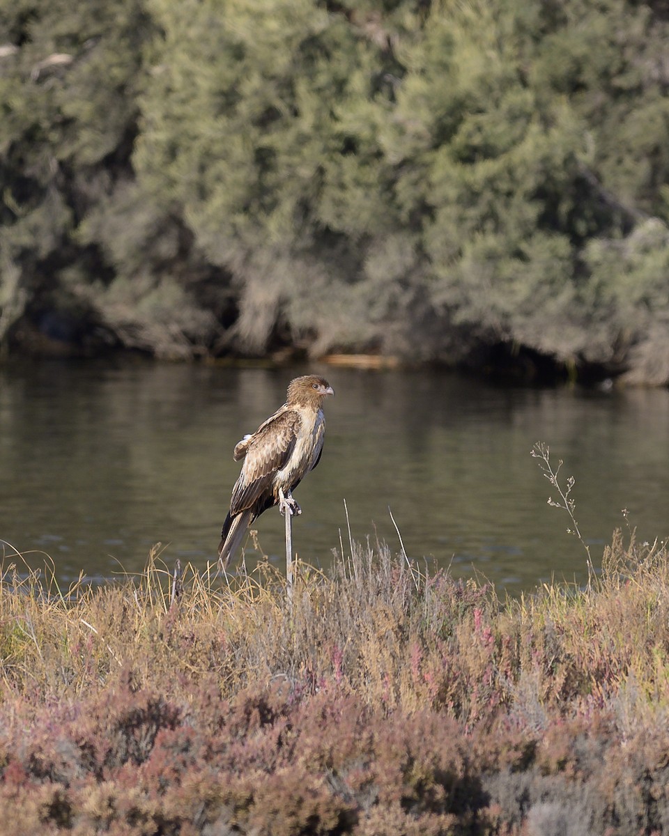 Whistling Kite - ML620059054