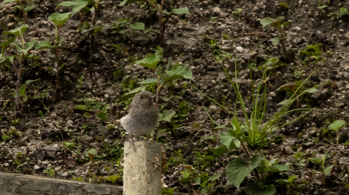 Plumbeous Redstart - ML620059055