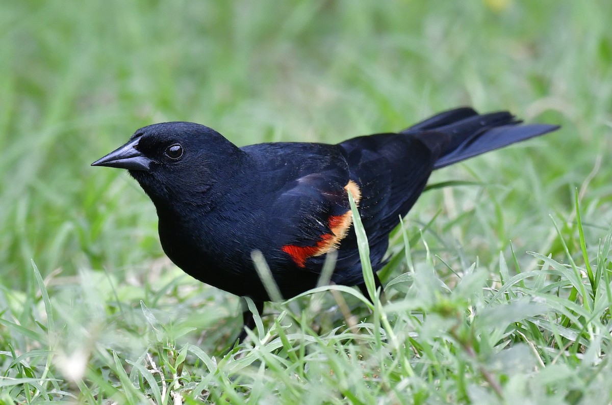 Red-winged Blackbird - Harrison Calvin