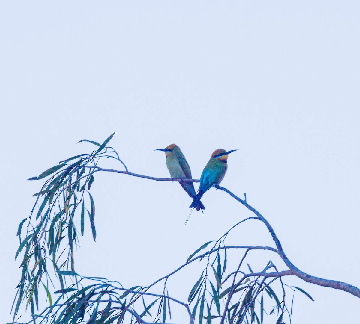 Rainbow Bee-eater - ML620059071