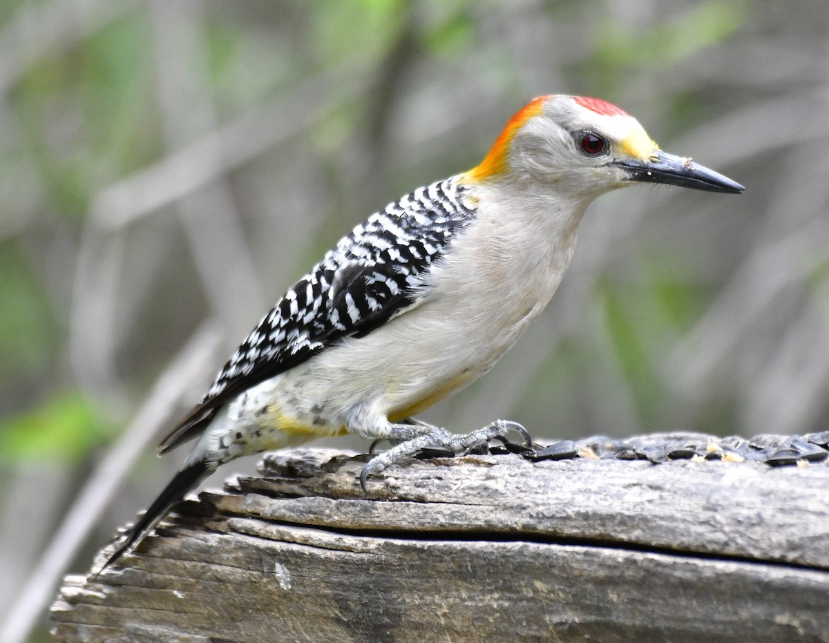 Golden-fronted Woodpecker - Harrison Calvin