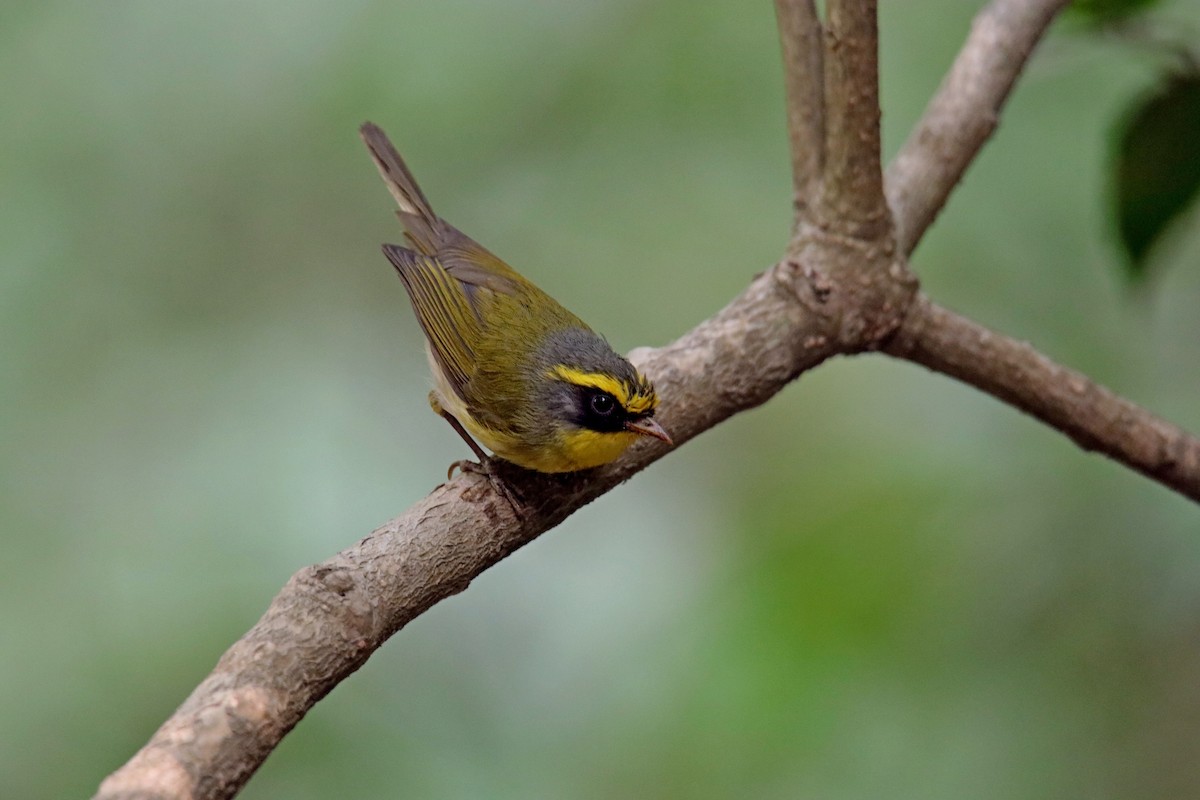 Black-faced Warbler - ML620059094