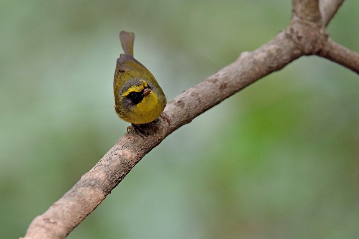 Black-faced Warbler - ML620059095