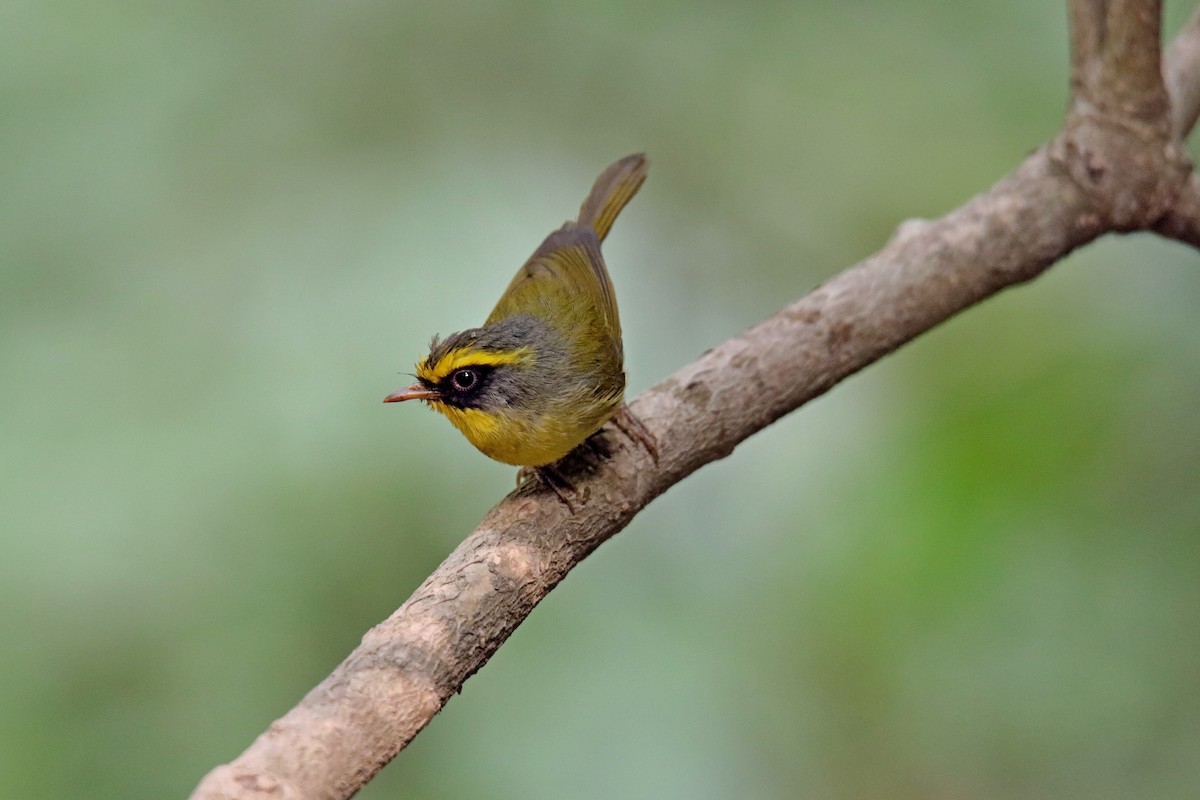 Black-faced Warbler - ML620059096