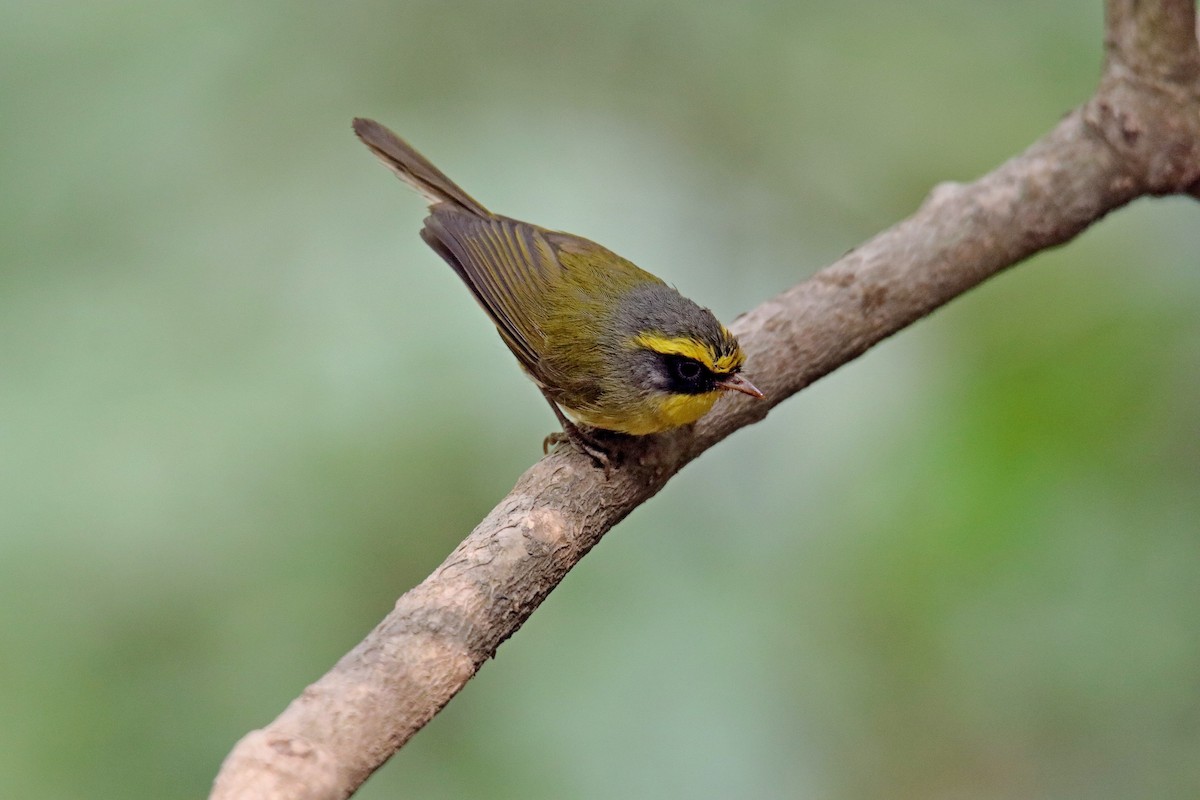 Mosquitero Carinegro - ML620059097