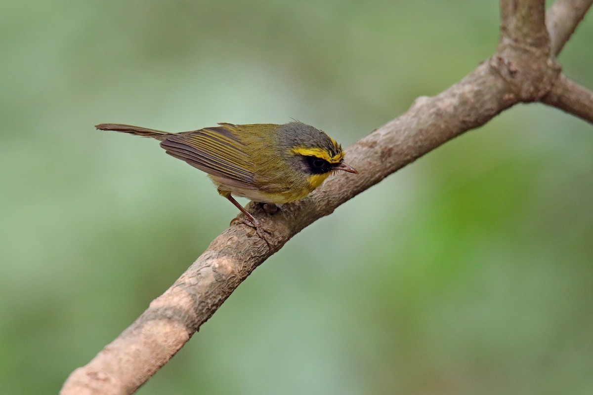 Mosquitero Carinegro - ML620059099