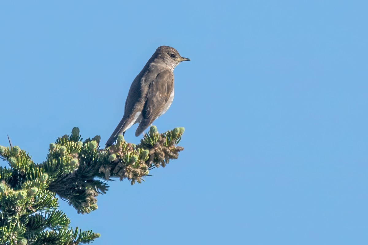 Bicknell's Thrush - ML620059101