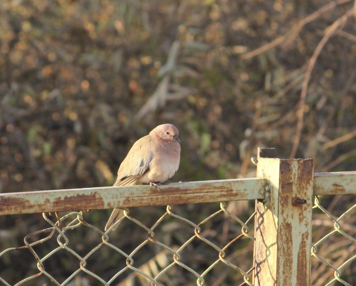 Laughing Dove - ML620059104