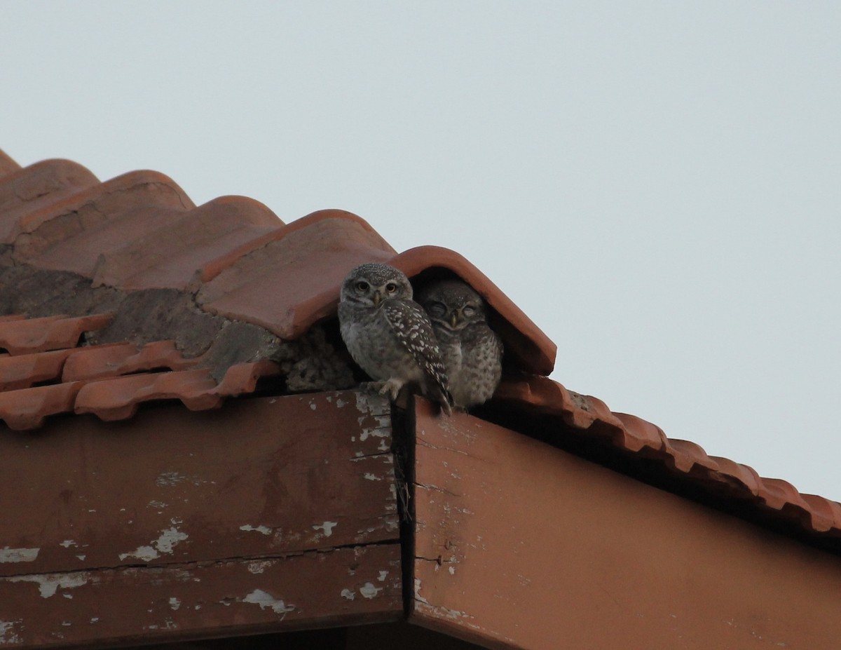 Spotted Owlet - ML620059126