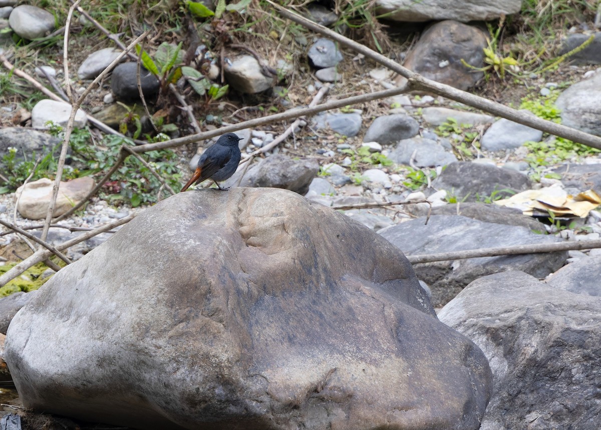 Plumbeous Redstart - ML620059128