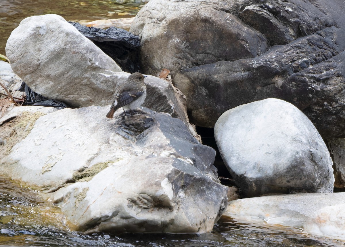 Plumbeous Redstart - ML620059129