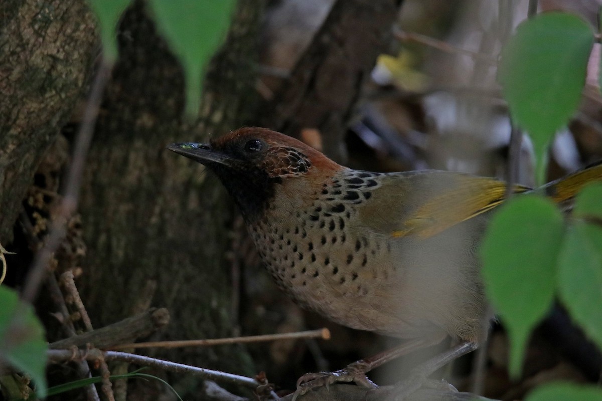 Chestnut-crowned Laughingthrush - ML620059134