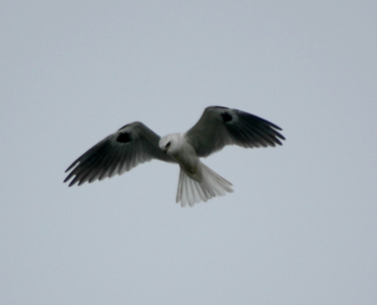 White-tailed Kite - ML620059143