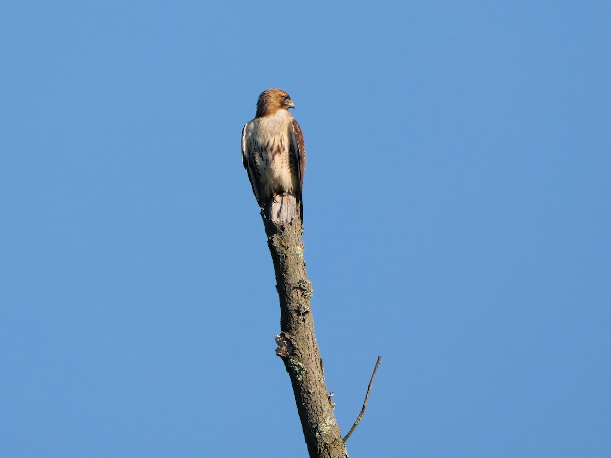 Red-tailed Hawk - ML620059169